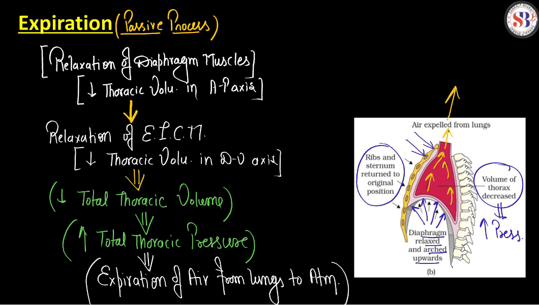 Mechanism of Breathing - Process of Inspiration and Expiration_7.1