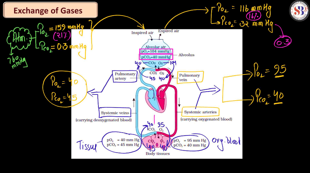 Mechanism of Breathing - Process of Inspiration and Expiration_6.1