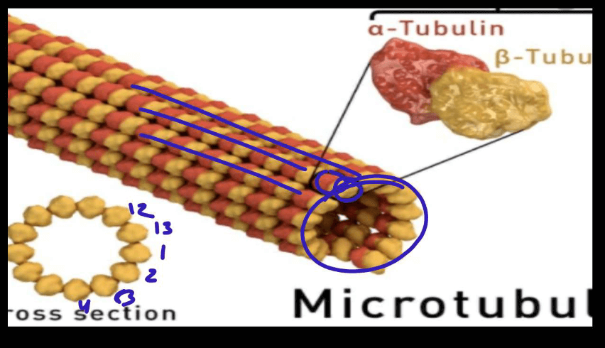 Cytoskeleton - Definition, Types, Structure and Functions_8.1