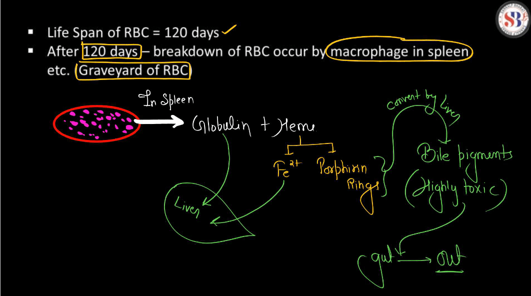 Blood - Definition, its Components, and Functions_12.1