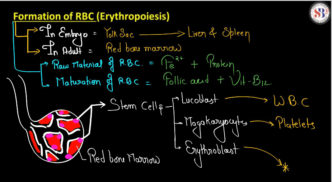 Blood - Definition, its Components, and Functions_10.1