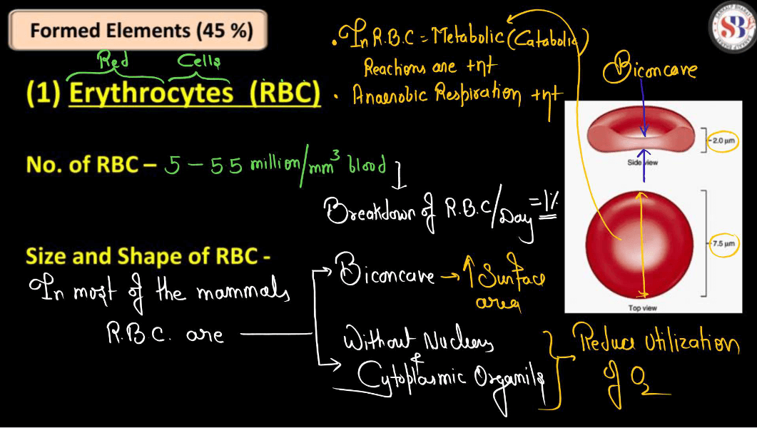 Blood - Definition, its Components, and Functions_9.1