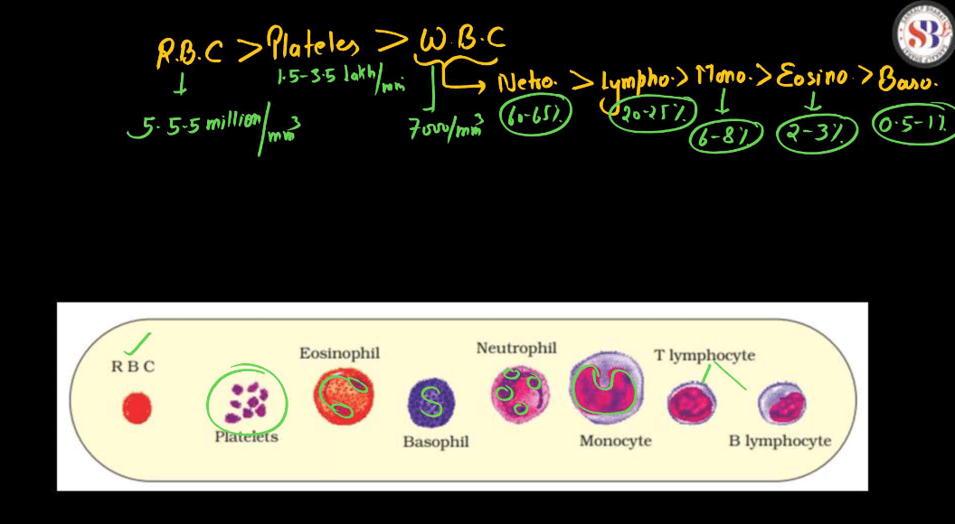 Blood - Definition, its Components, and Functions_6.1