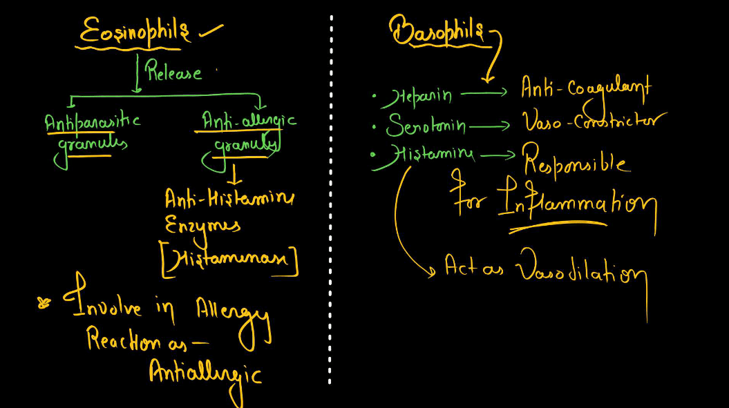 Blood - Definition, its Components, and Functions_17.1