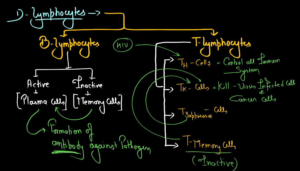 Blood - Definition, its Components, and Functions_16.1
