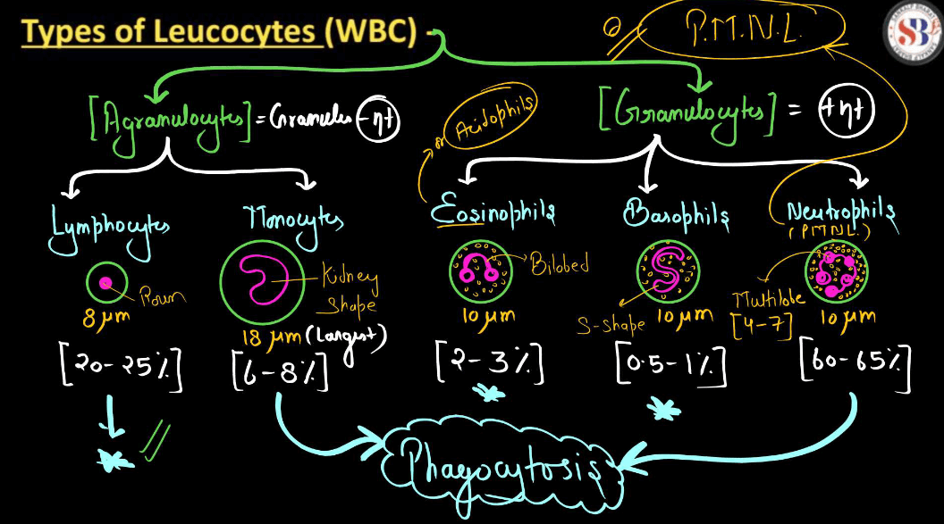 Blood - Definition, its Components, and Functions_15.1