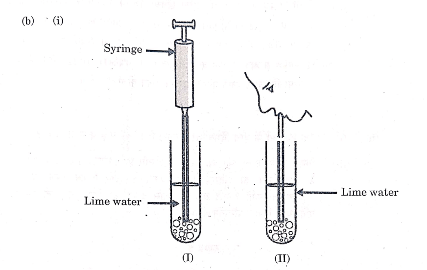CBSE Class 10 Science Answer Key 2024, Question Paper Analysis for All Sets 1,2,3_7.1