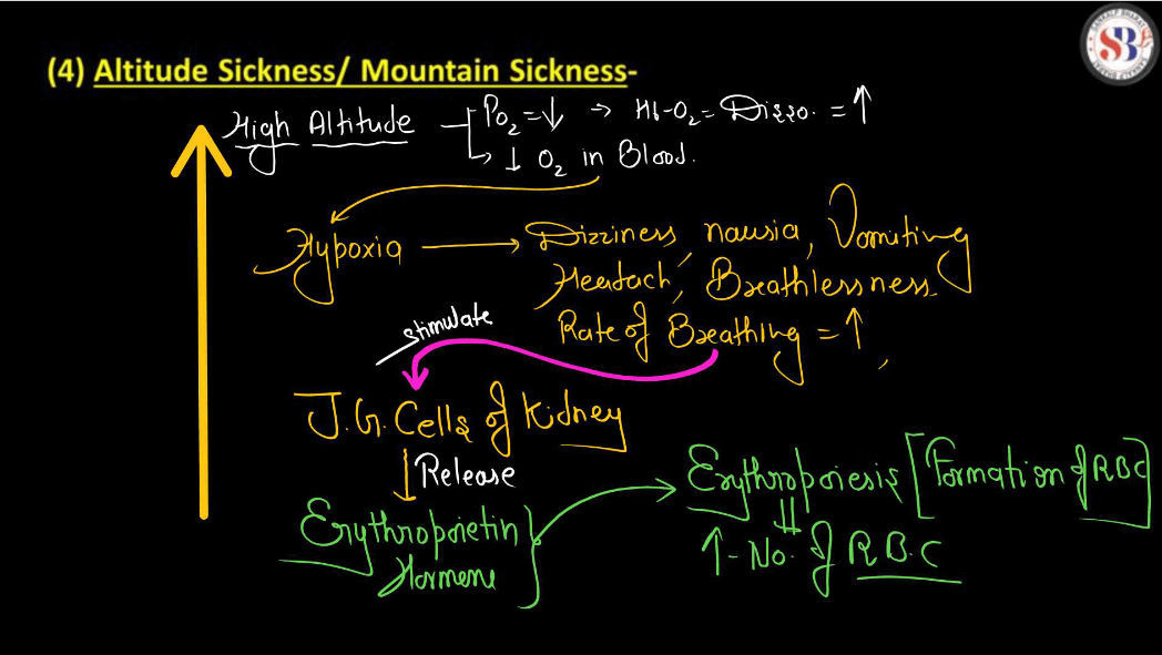 Transport of Gases in Human Body during Respiration_14.1