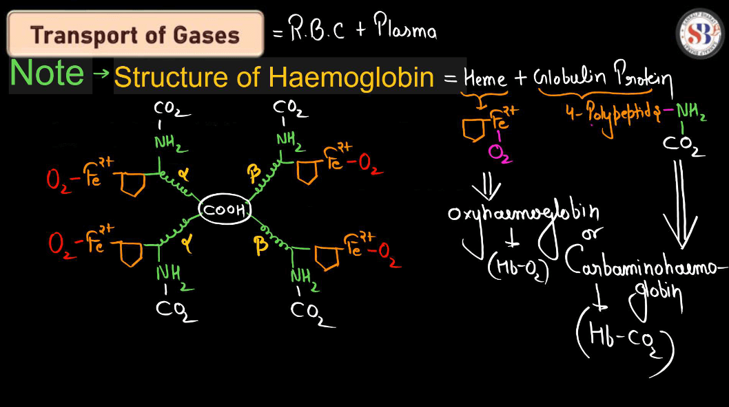 Transport of Gases in Human Body during Respiration_4.1