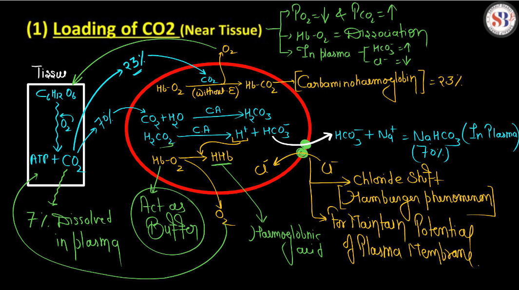 Transport of Gases in Human Body during Respiration_9.1