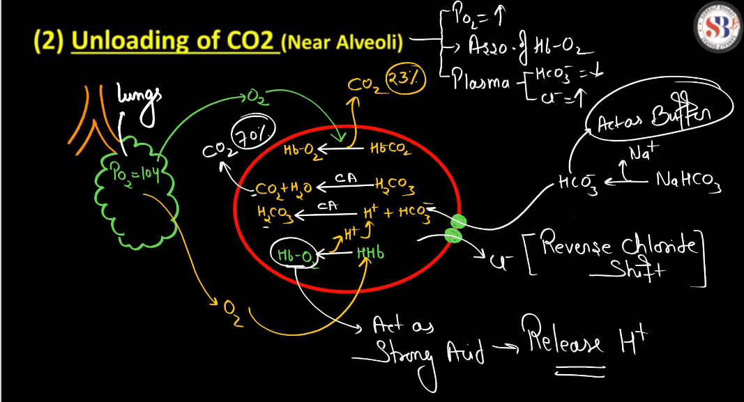 Transport of Gases in Human Body during Respiration_10.1