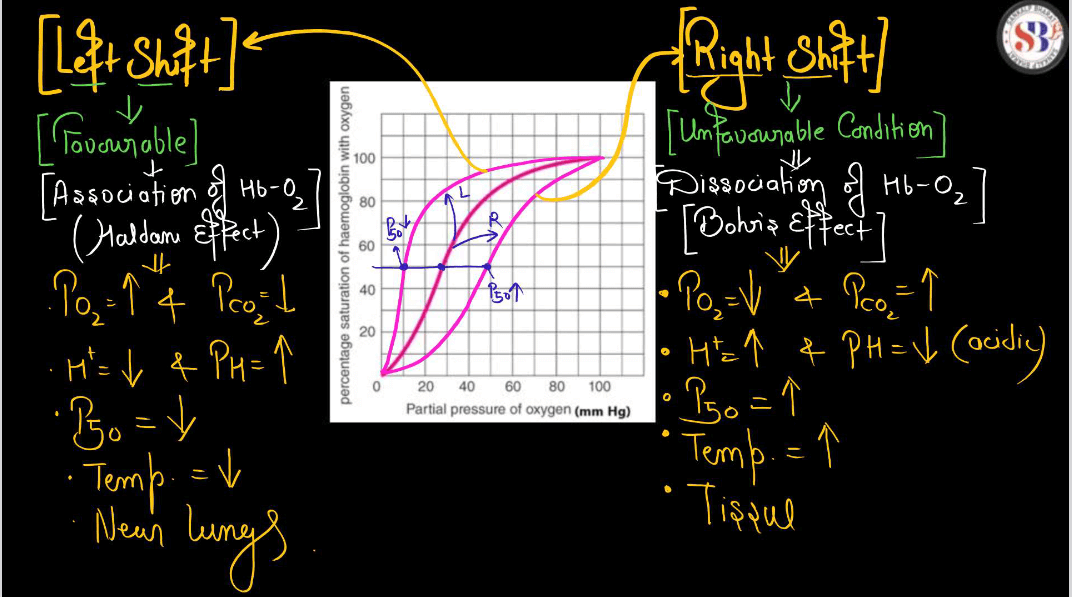 Transport of Gases in Human Body during Respiration_7.1