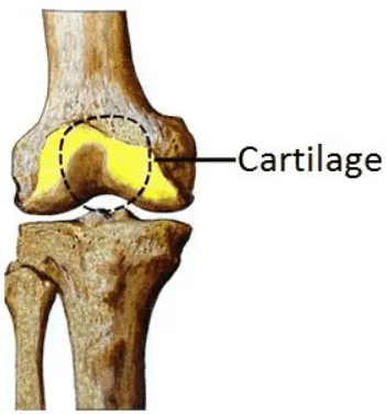 Human Skeletal System - Structure, Parts, Functions, Anatomy_17.1