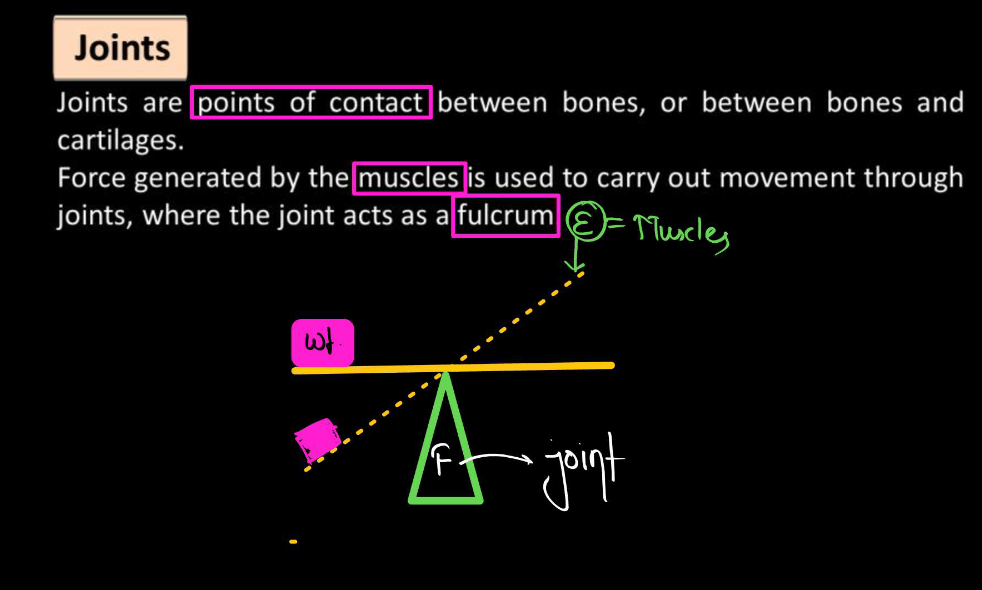 Human Skeletal System - Structure, Parts, Functions, Anatomy_13.1