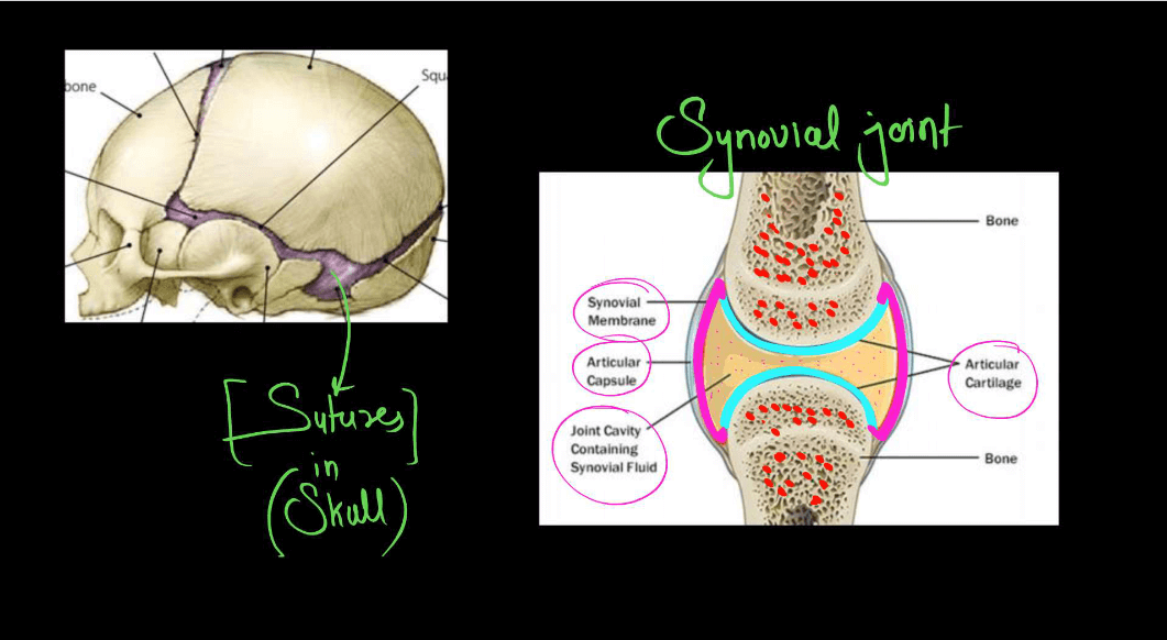 Human Skeletal System - Structure, Parts, Functions, Anatomy_15.1