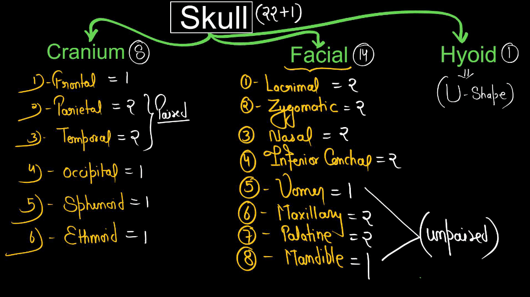 Human Skeletal System - Structure, Parts, Functions, Anatomy_6.1