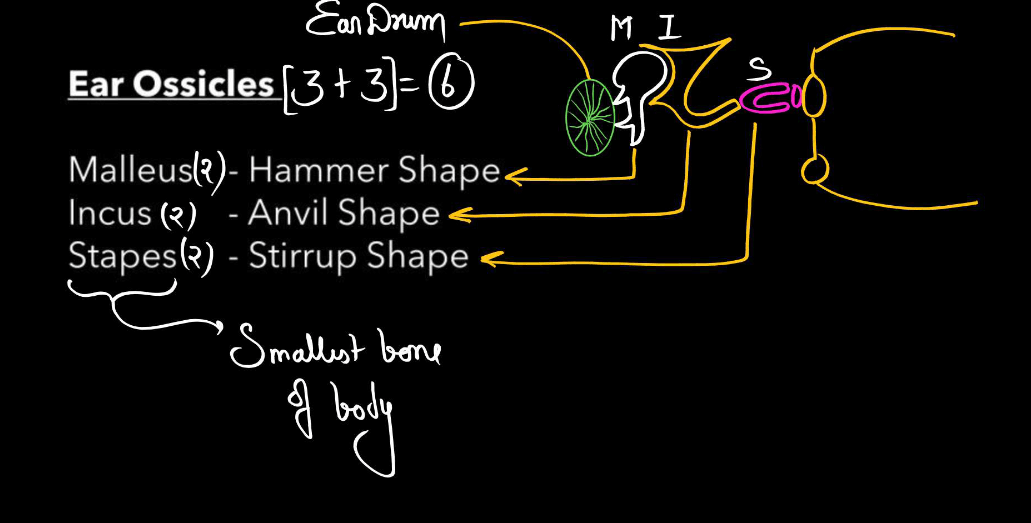 Human Skeletal System - Structure, Parts, Functions, Anatomy_8.1