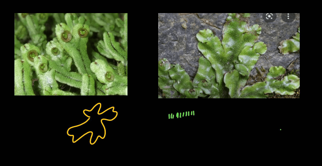 Bryophytes - Define, Characteristics, Classification, Examples_4.1