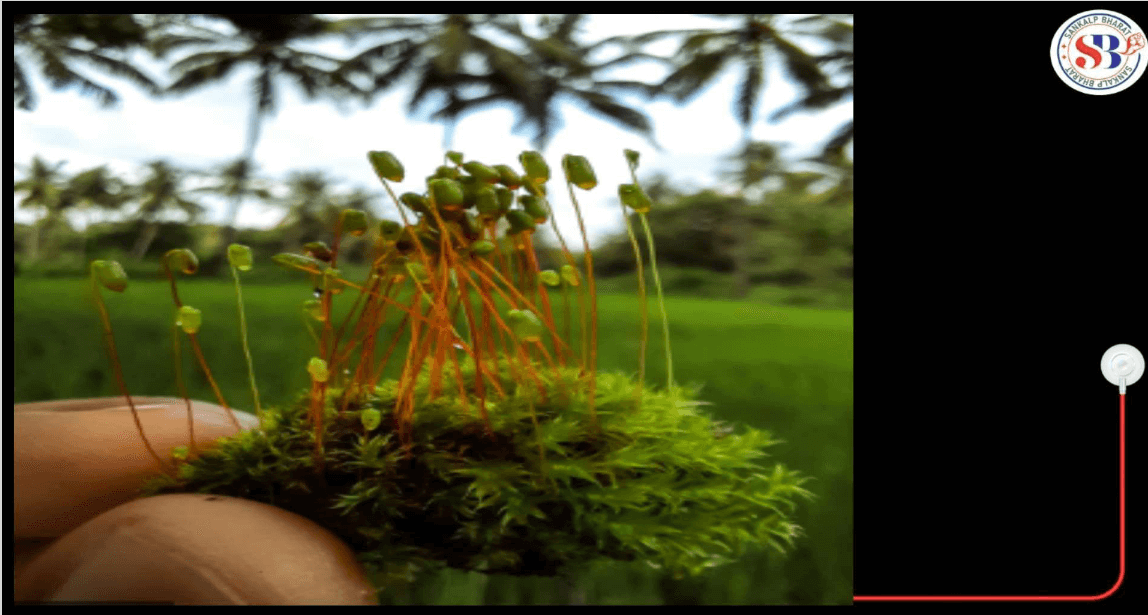 Bryophytes - Define, Characteristics, Classification, Examples_14.1