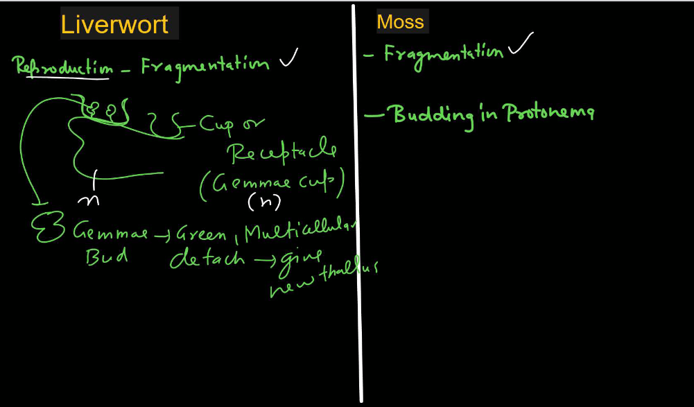 Bryophytes - Define, Characteristics, Classification, Examples_16.1