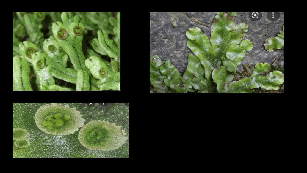 Bryophytes - Define, Characteristics, Classification, Examples_11.1