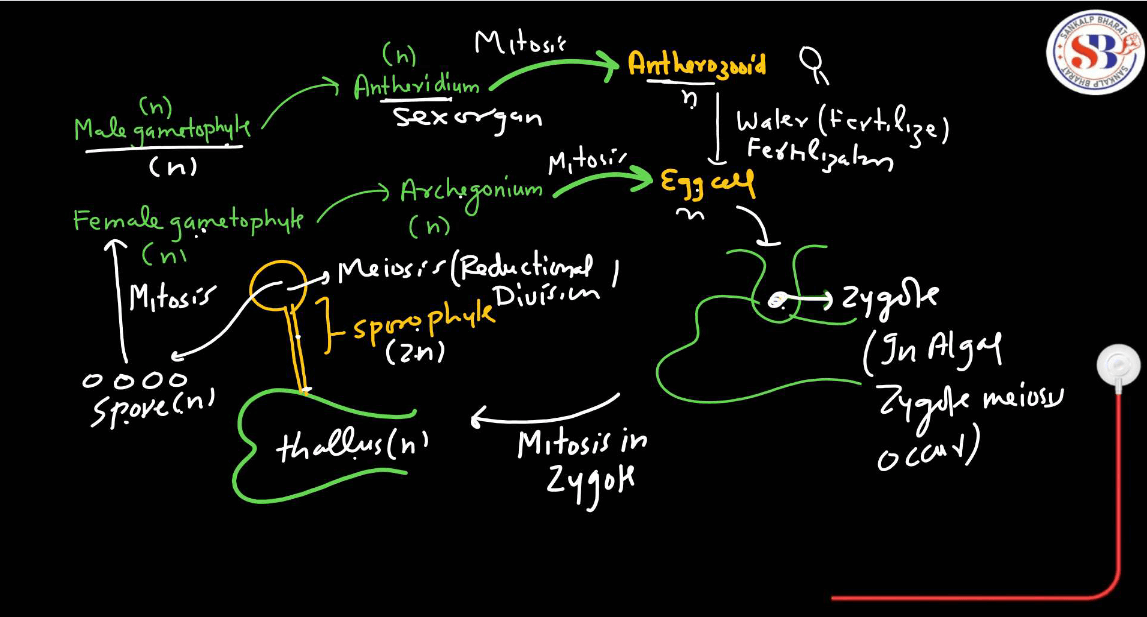 Bryophytes - Define, Characteristics, Classification, Examples_10.1