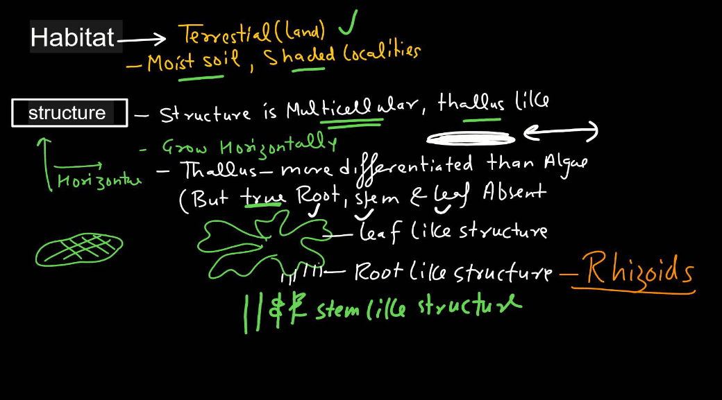 Bryophytes - Define, Characteristics, Classification, Examples_7.1