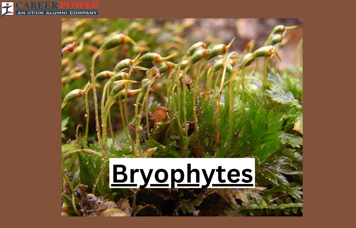 bryophytes