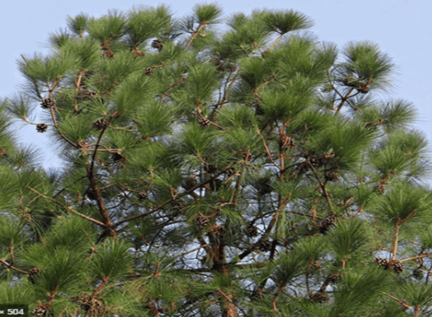 Gymnosperms vs Angiosperms - Difference and Comparison_3.1