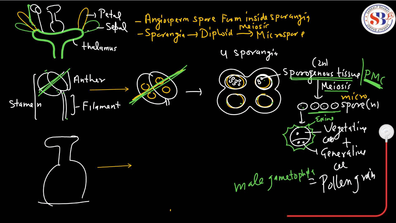 Gymnosperms vs Angiosperms - Difference and Comparison_7.1