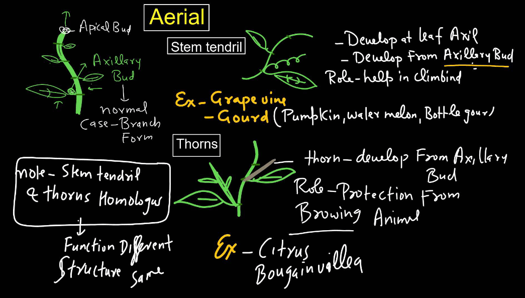 Plants Stems - Structure, Function of a Stem, Types, Modifications_9.1