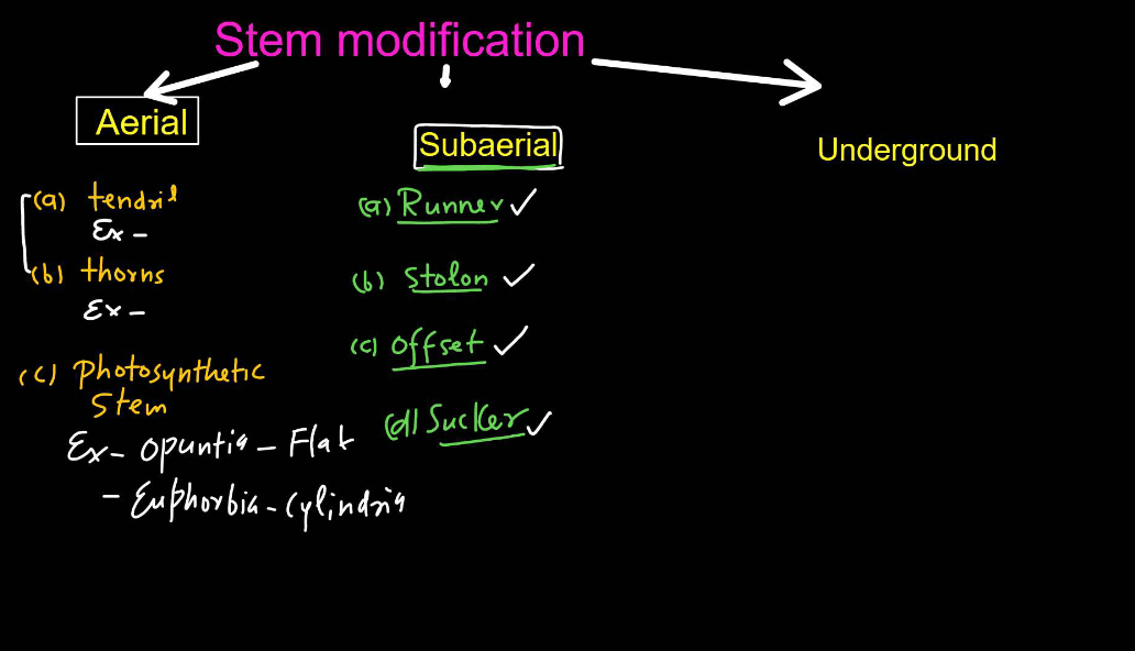 Plants Stems - Structure, Function of a Stem, Types, Modifications_8.1