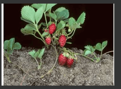 Plants Stems - Structure, Function of a Stem, Types, Modifications_7.1