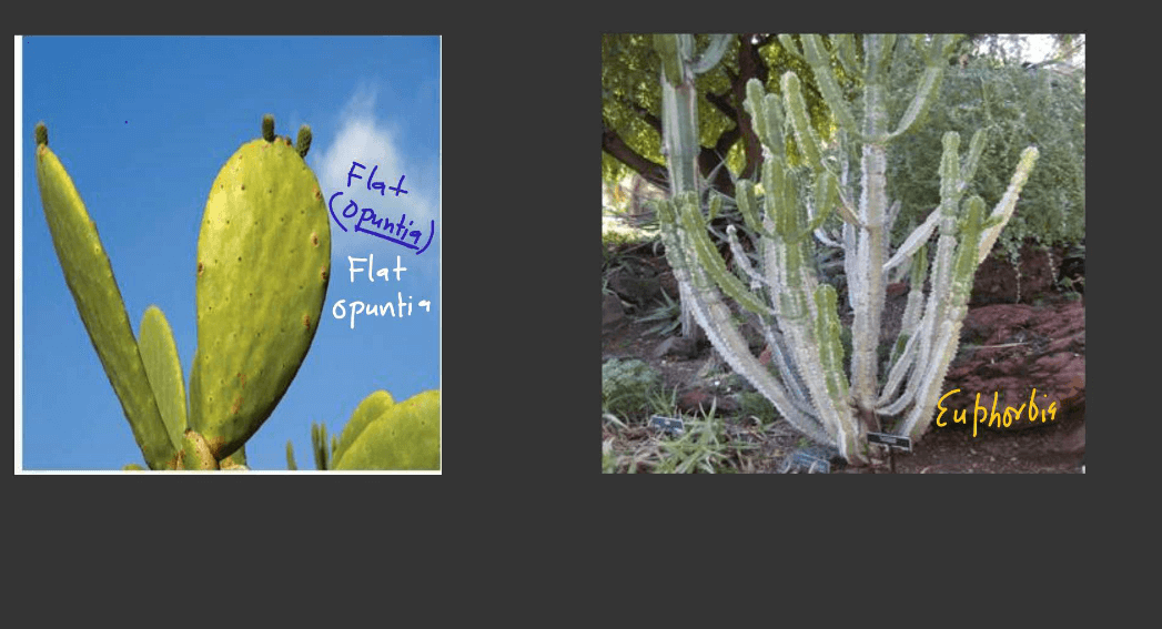 Plants Stems - Structure, Function of a Stem, Types, Modifications_6.1