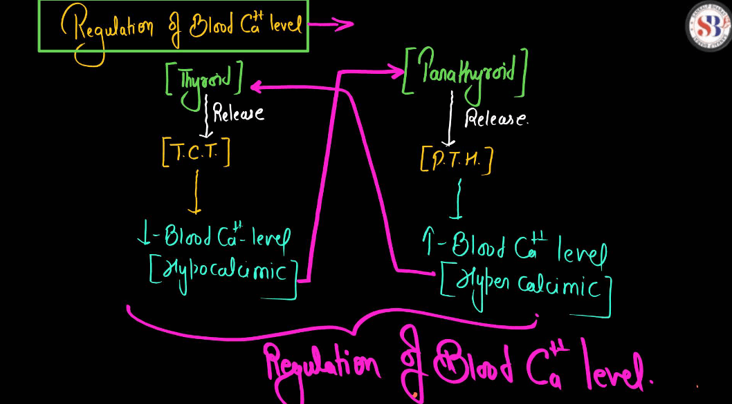 Human Endocrine System, List of Endocrine Glands_6.1