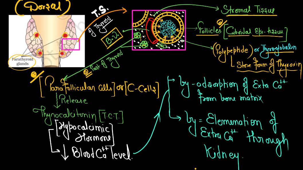 Human Endocrine System, List of Endocrine Glands_9.1