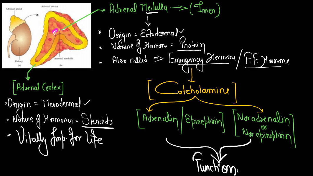 Human Endocrine System, List of Endocrine Glands_18.1
