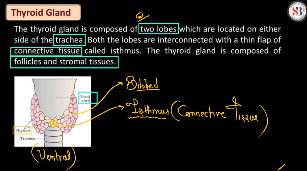 Human Endocrine System, List of Endocrine Glands_8.1
