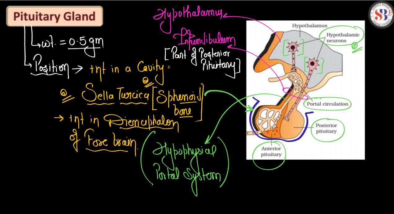 Human Endocrine System, List of Endocrine Glands_12.1