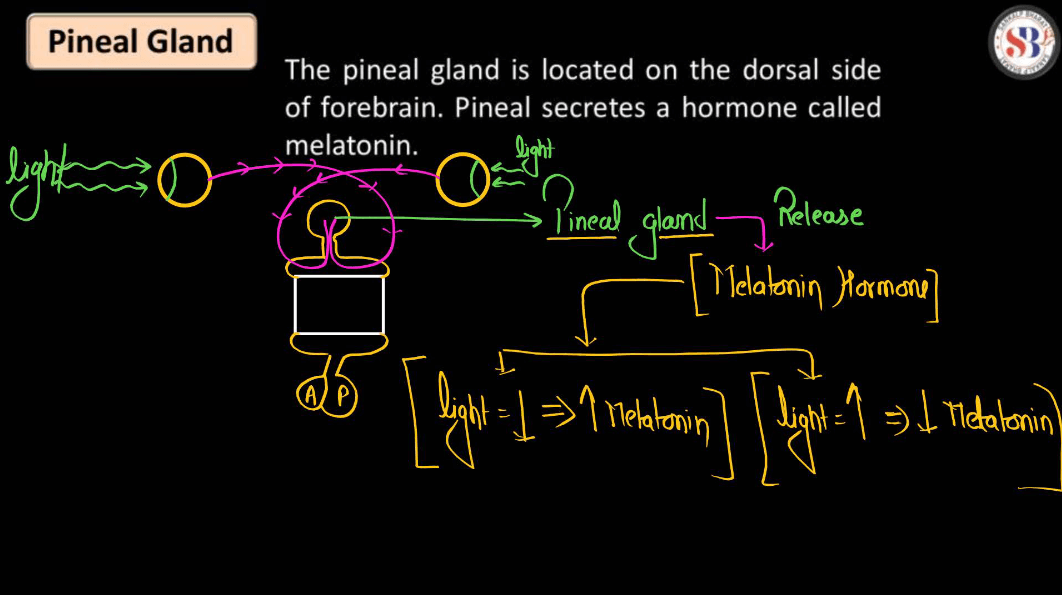 Human Endocrine System, List of Endocrine Glands_21.1