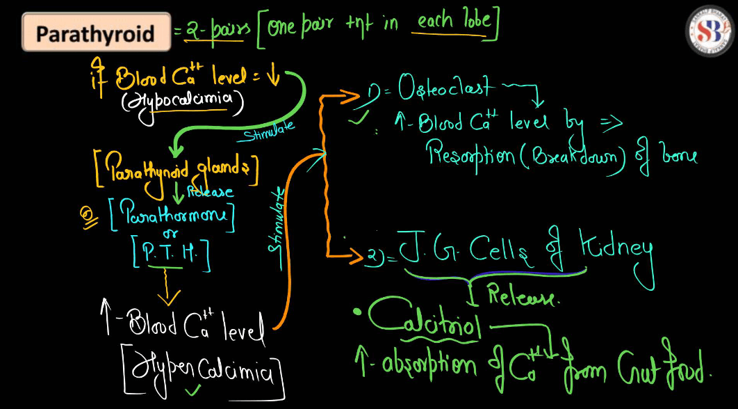 Human Endocrine System, List of Endocrine Glands_5.1