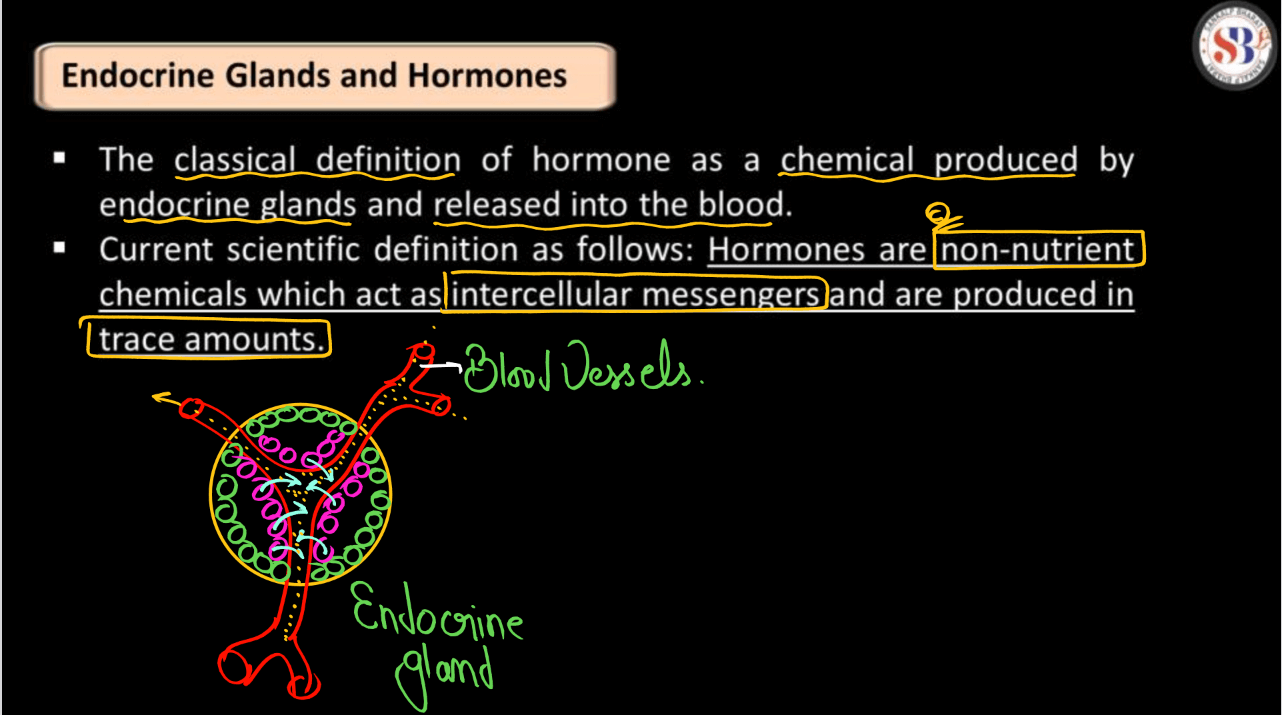 Human Endocrine System, List of Endocrine Glands_4.1