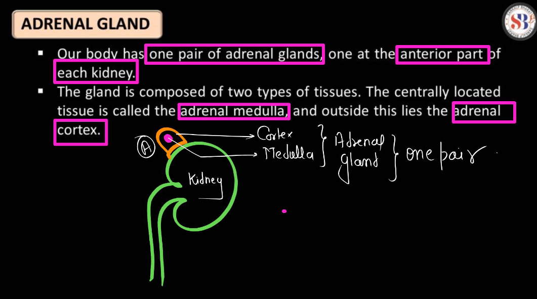 Human Endocrine System, List of Endocrine Glands_17.1