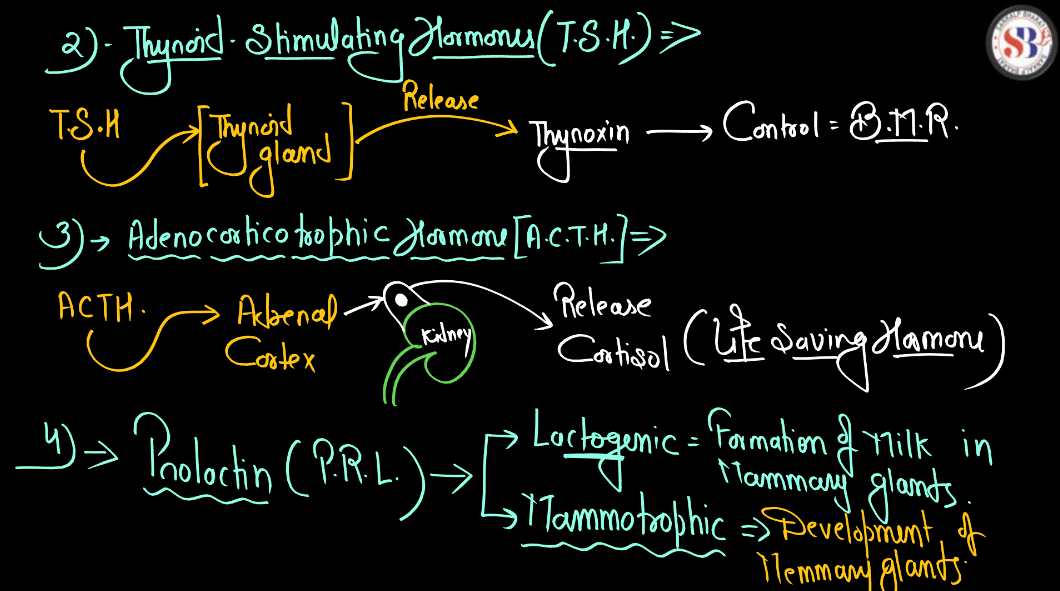 Human Endocrine System, List of Endocrine Glands_16.1