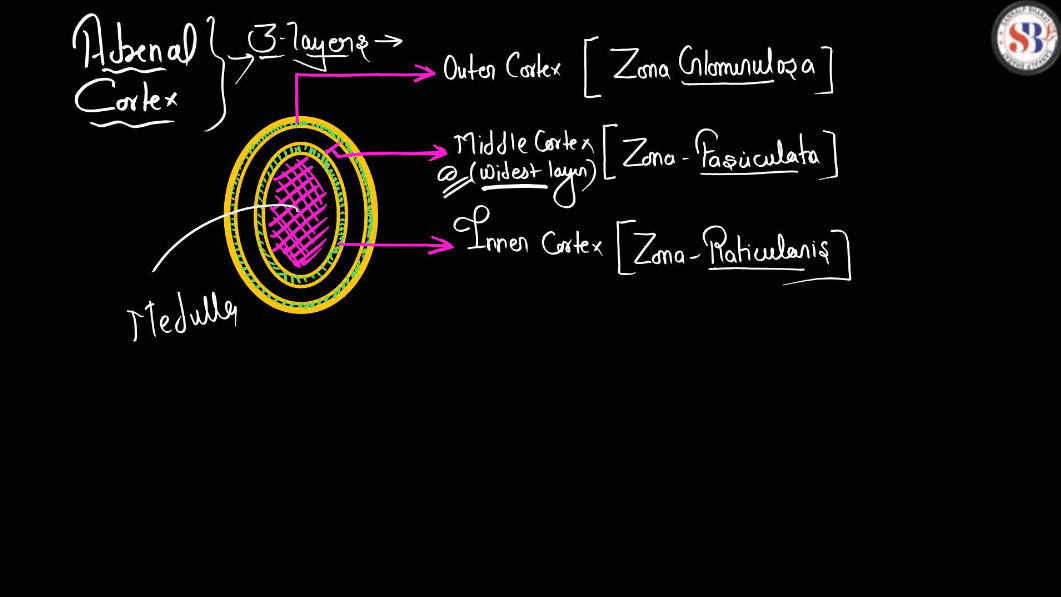 Human Endocrine System, List of Endocrine Glands_20.1
