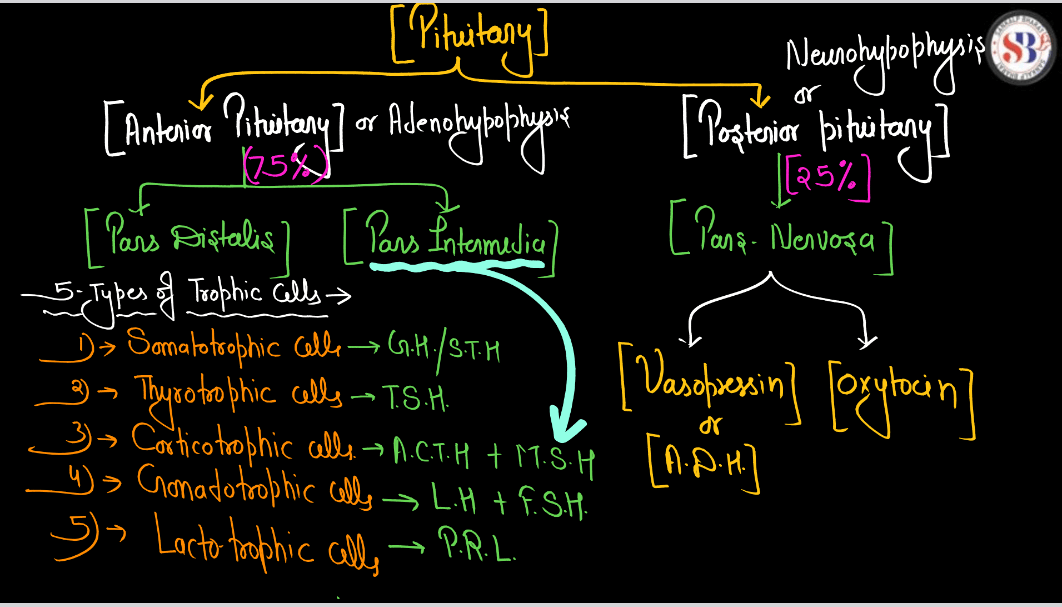 Human Endocrine System, List of Endocrine Glands_14.1