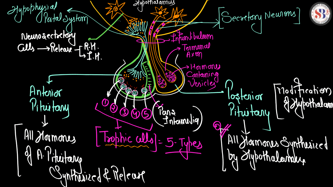 Human Endocrine System, List of Endocrine Glands_13.1