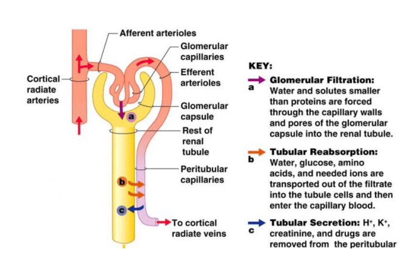 Urine Formation, Function of Tubules, Osmoregulation_3.1