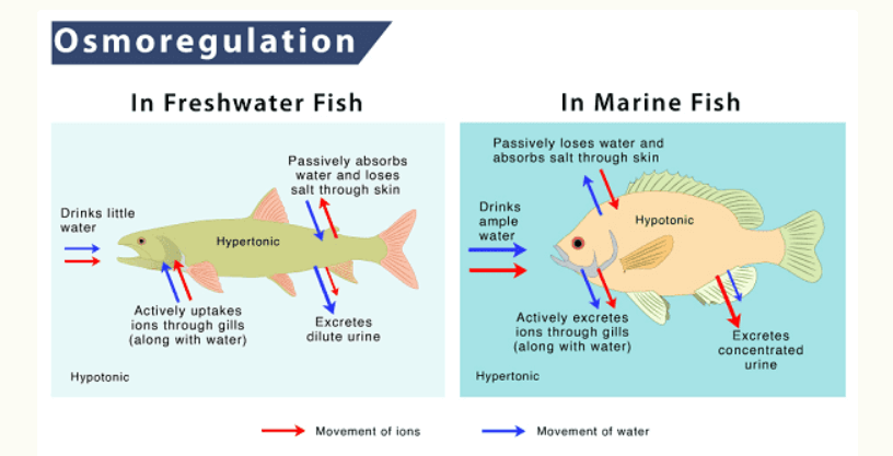 Urine Formation, Function of Tubules, Osmoregulation_5.1