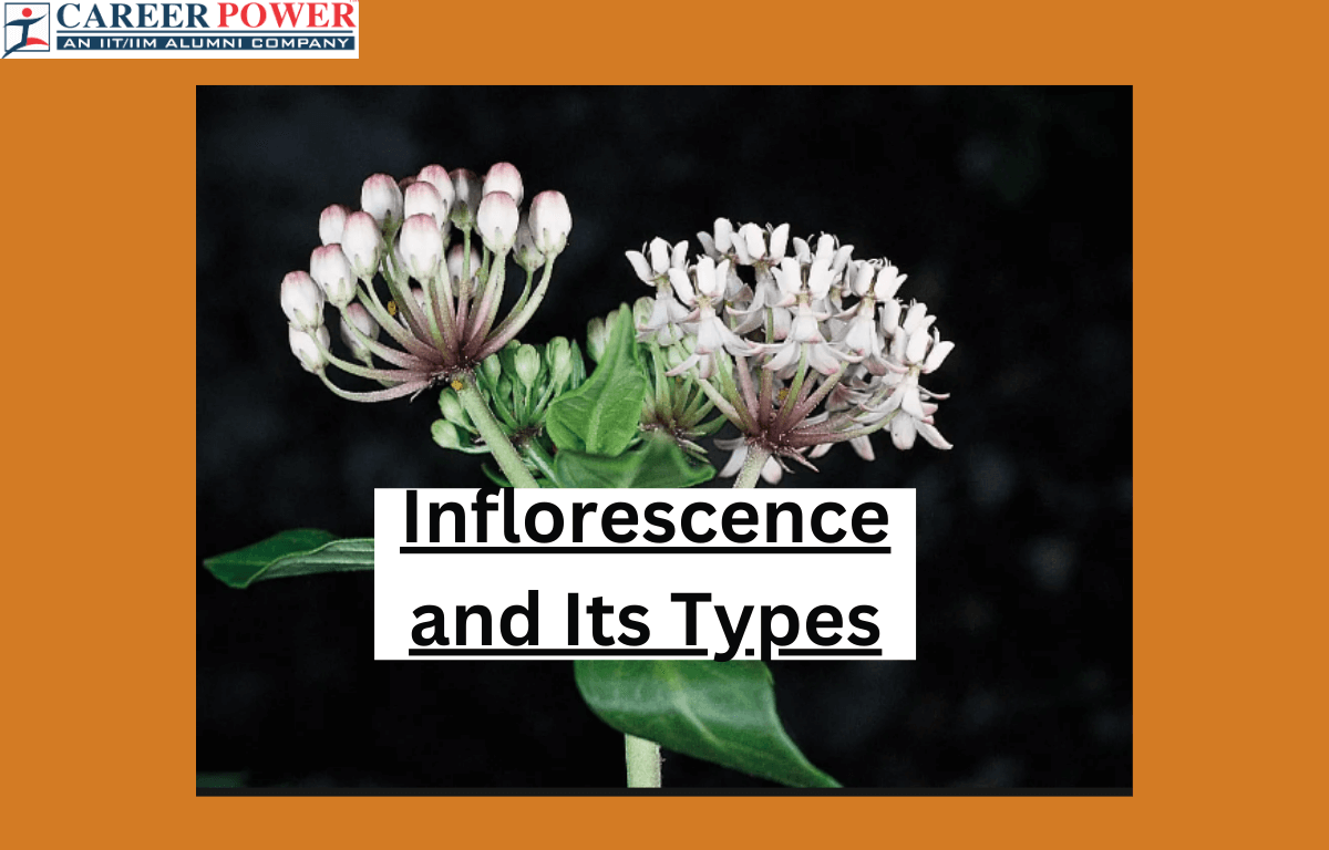 inflorescence
